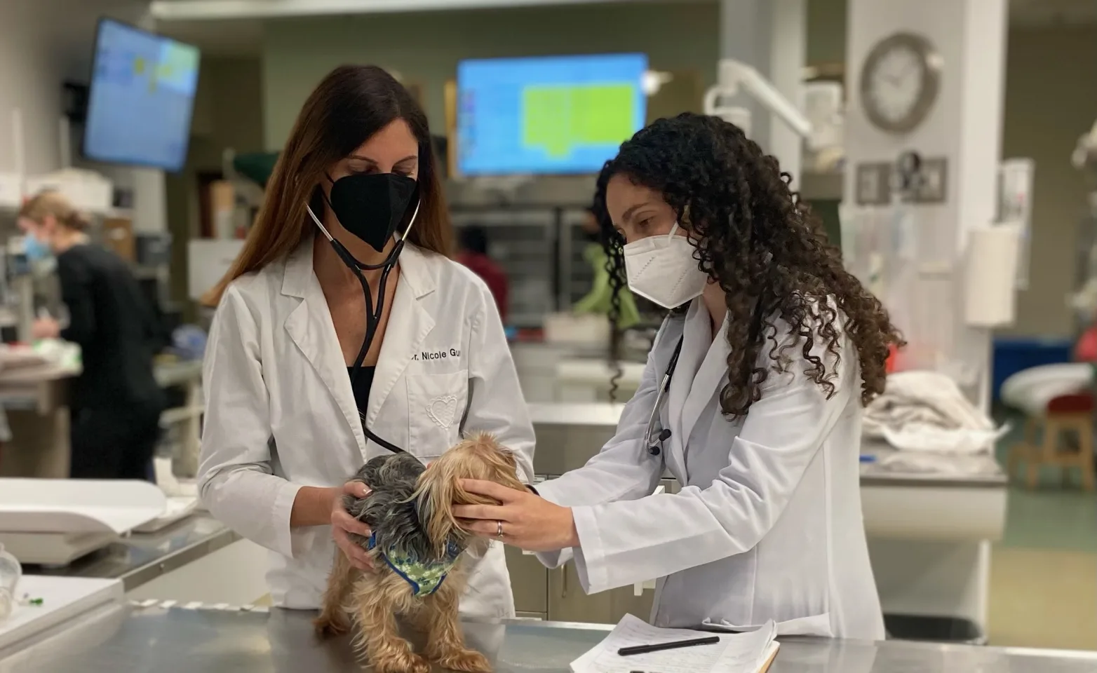 Veterinarians with small dog on exam table.